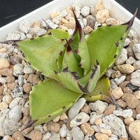 【アガベ サロモニー 実生】Agave salomonii seedling
