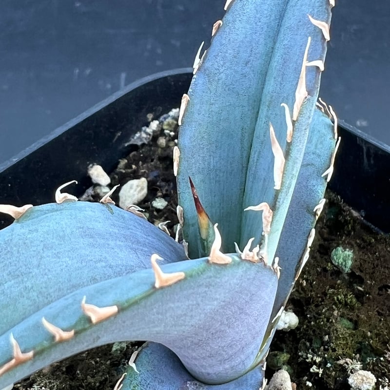 アガベ オテロイ 実生】Agave oteroi seedling | MINO GREEN