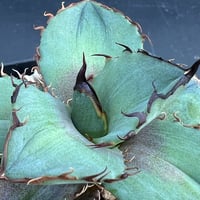 【アガベ オテロイ 実生】Agave oteroi seedling