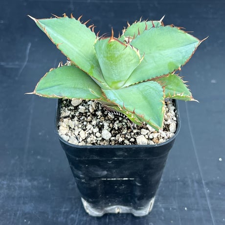 【アガベ オテロイ 実生】Agave oteroi seedling