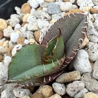 【アガベ オテロイ 実生】Agave oteroi seedling