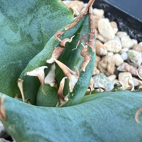 【アガベ オテロイ 実生】Agave oteroi seedling