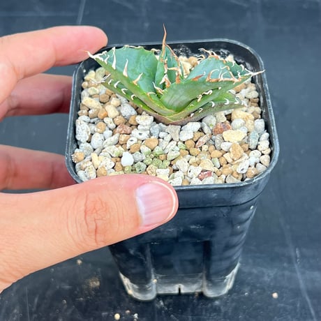 【アガベ オテロイ 実生】Agave oteroi seedling