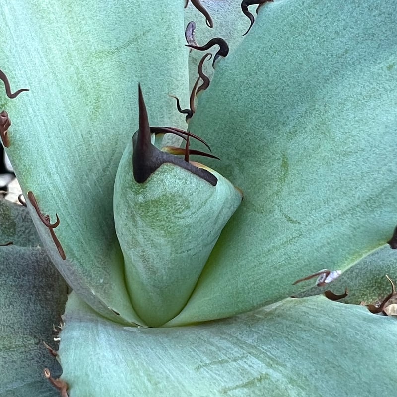 アガベ オテロイ 実生】Agave oteroi seedling | MINO GREEN