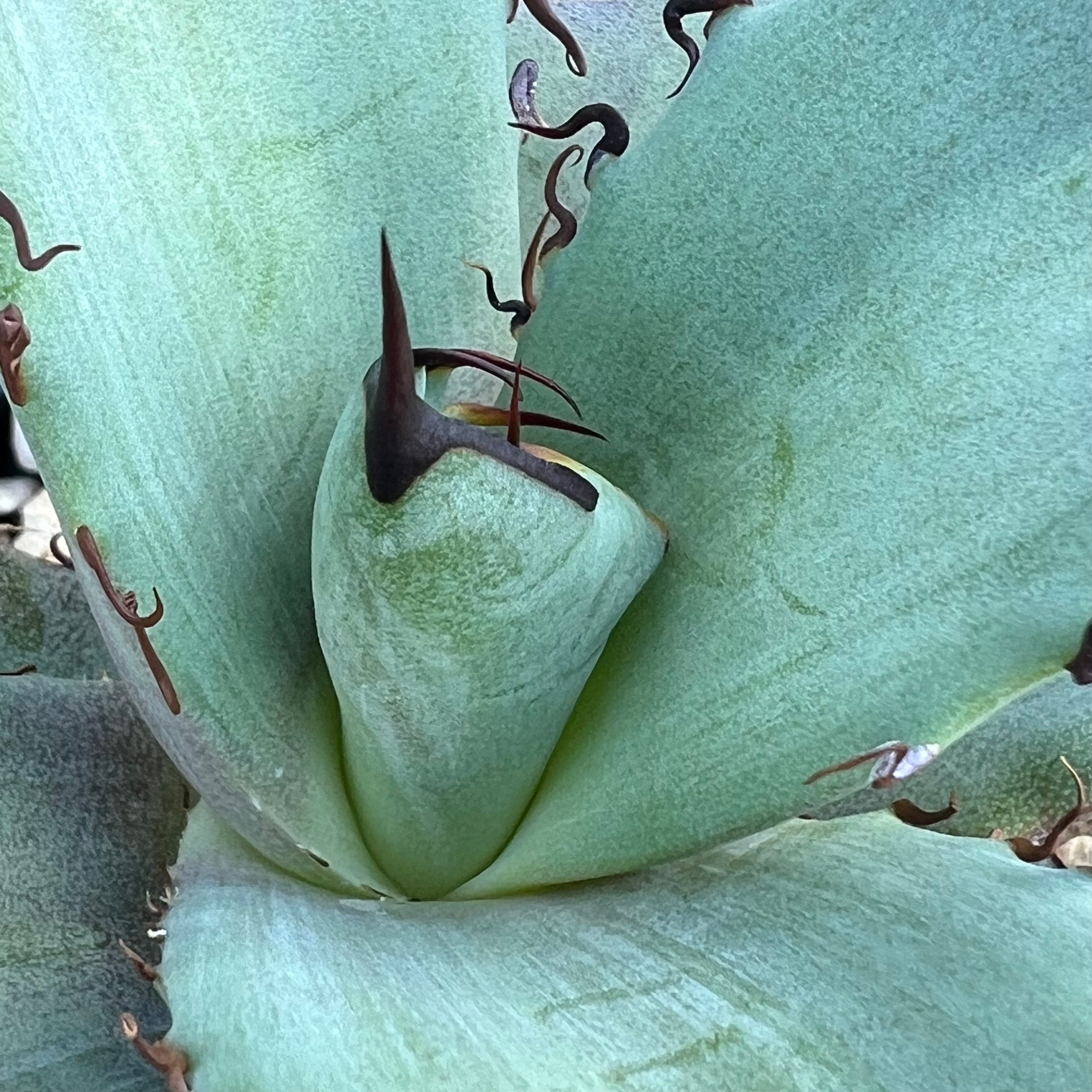 アガベ オテロイ 実生】Agave oteroi seedling | MINO GREEN