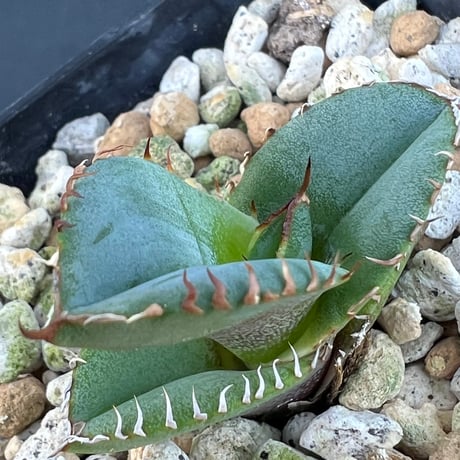Shark実生 オテロイ Shark実生 オテロイ アガベ オテロイ 実生】Agave