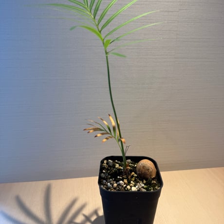 サイカス タイシルバー（Cycas sp Thai Silver）②
