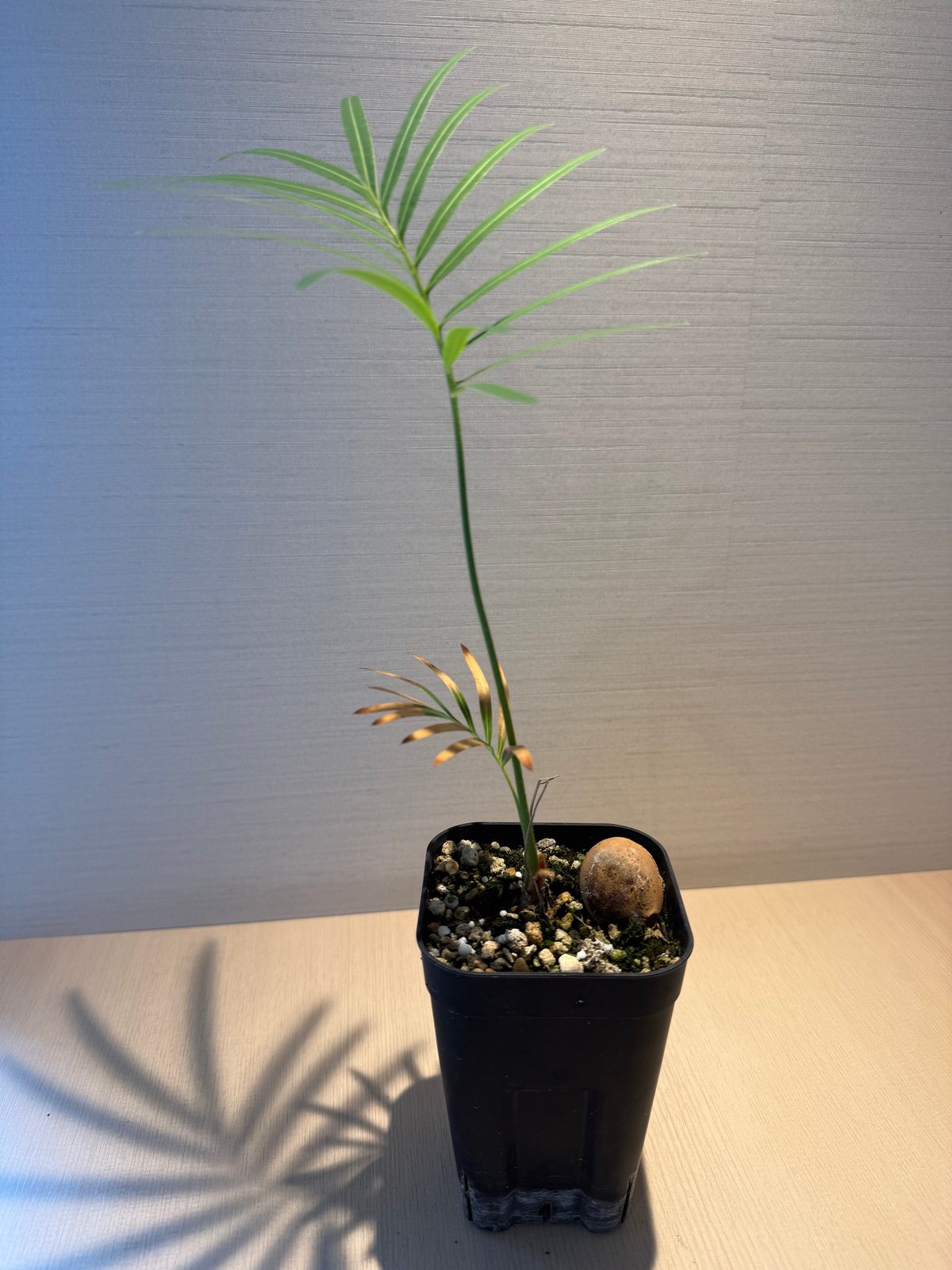 サイカス タイシルバー（Cycas sp Thai Silver）② | MINO GREEN