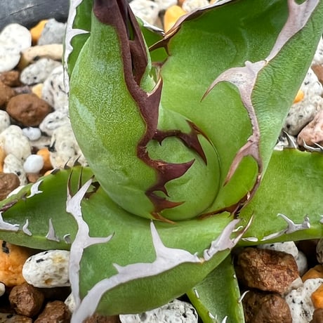 【アガベ ホリダ オールド 1号株】Agave horrida old