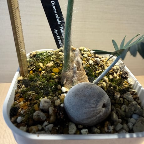 ディオーン・エデュレ（Dioon edule 'Palma Sola'）①