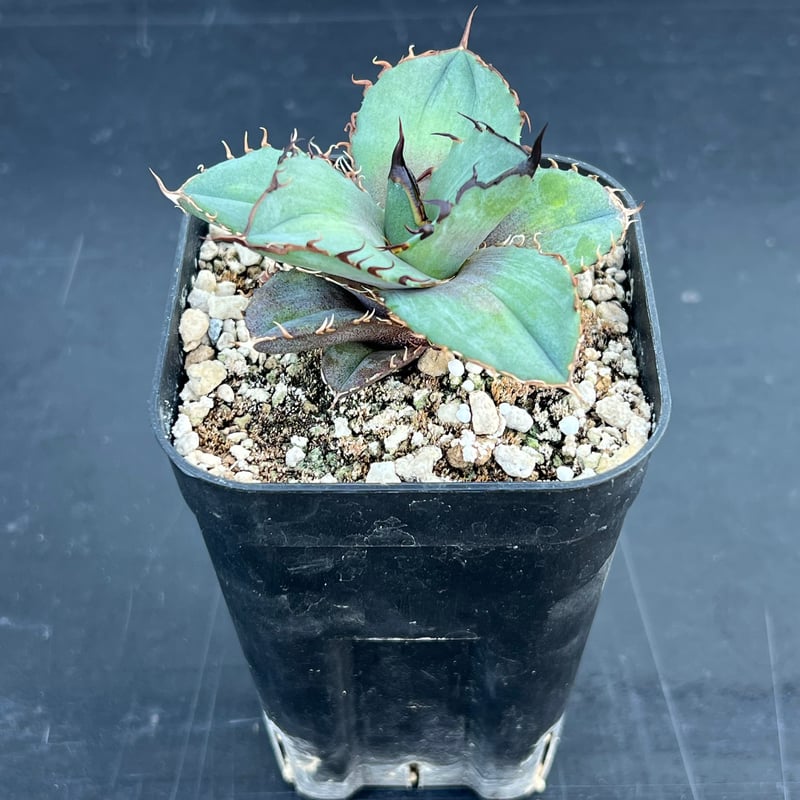 アガベ オテロイ 実生】Agave oteroi seedling | MINO GREEN
