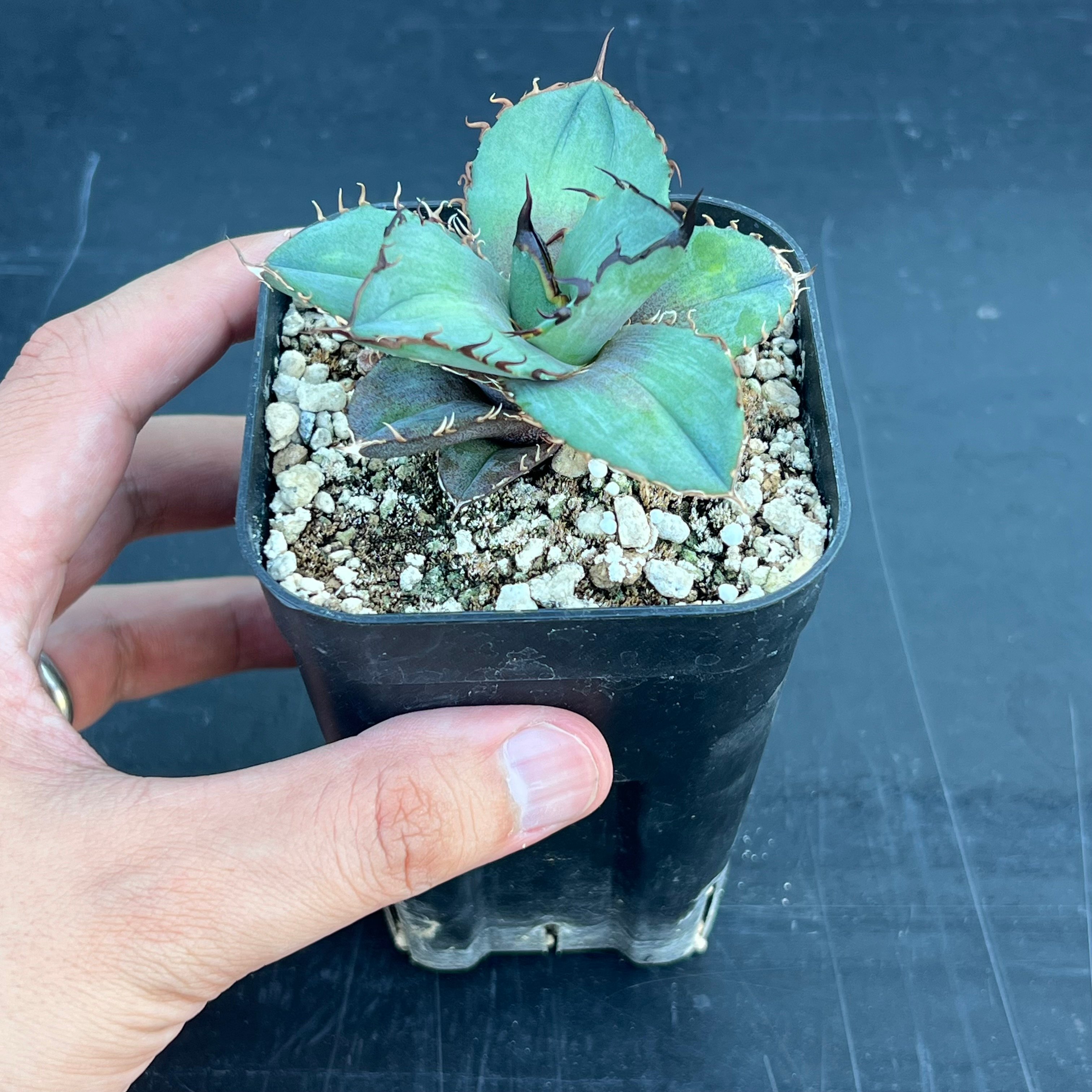 アガベ　オテロイ　実生 アガベ オテロイ 実生】Agave oteroi seedling | MINO GREEN