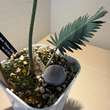 ディオーン・エデュレ（Dioon edule 'Palma Sola'）①