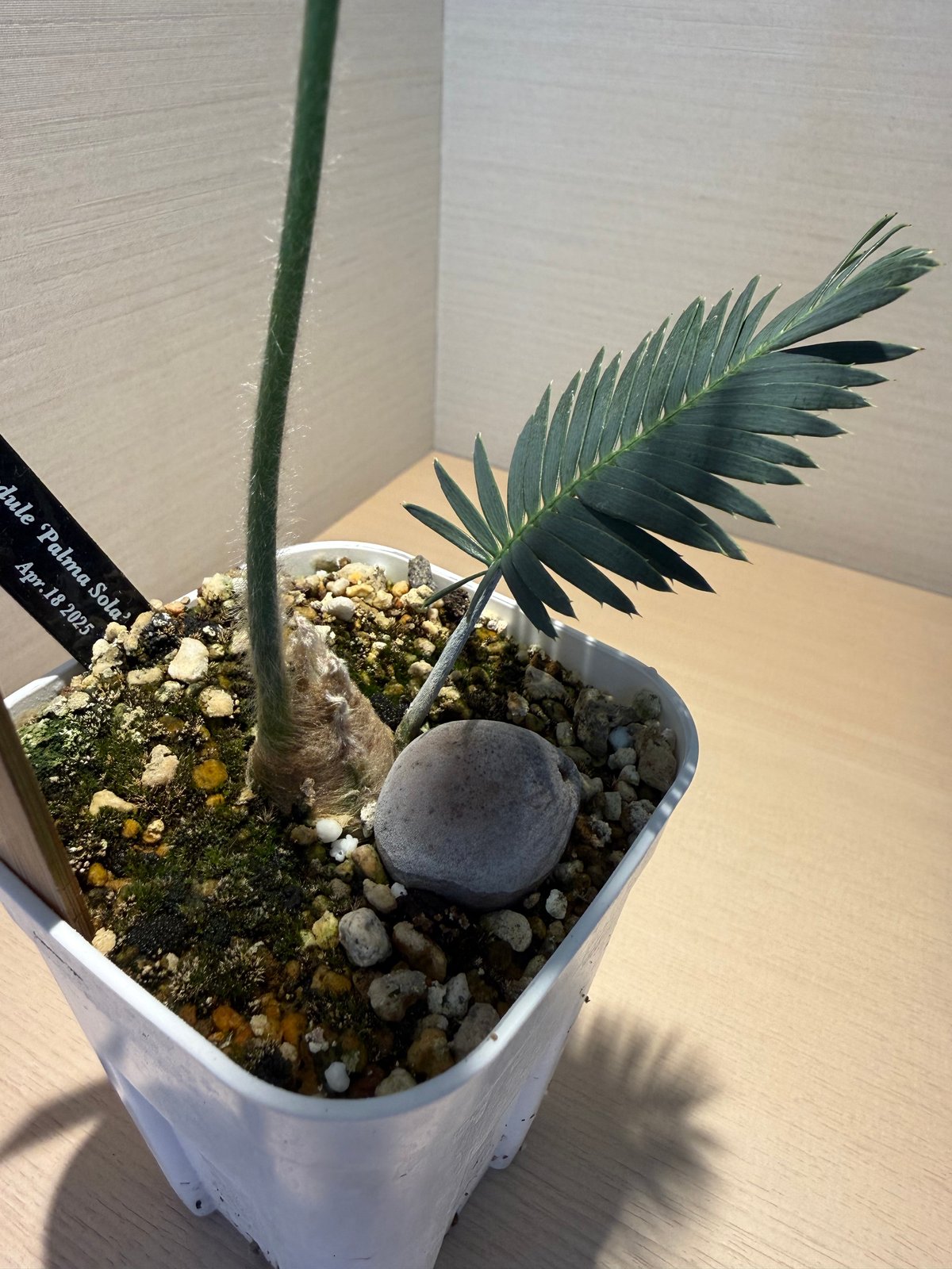 【現品】ディオーン・エデュレ - Dioon edule　５号　Hき番 ディオーン・エデュレ（Dioon edule 'Palma Sola'）① | MINO GREEN
