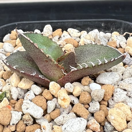 【アガベ オテロイ 実生】Agave oteroi seedling