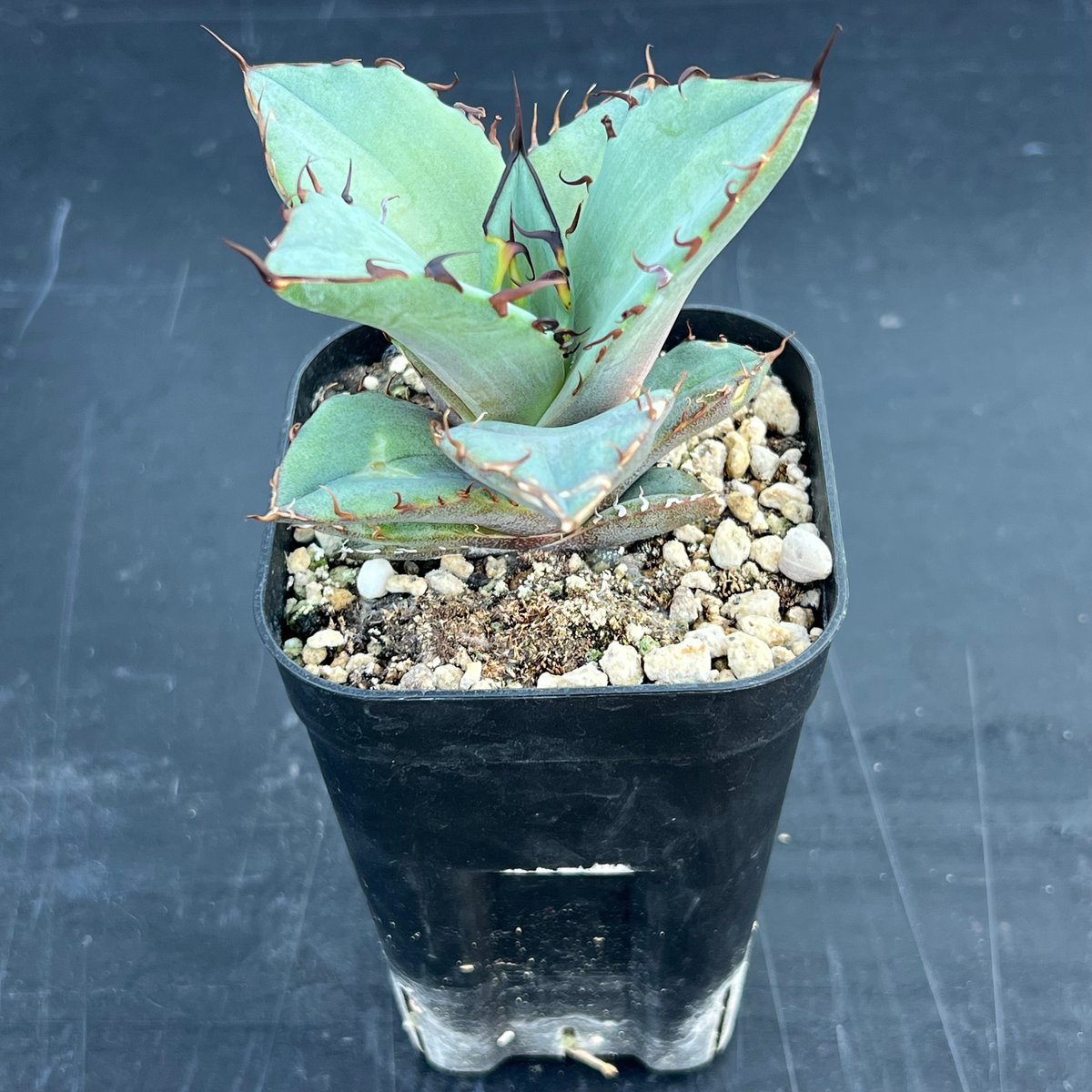 アガベ オテロイ 実生】Agave oteroi seedling | MINO GREEN