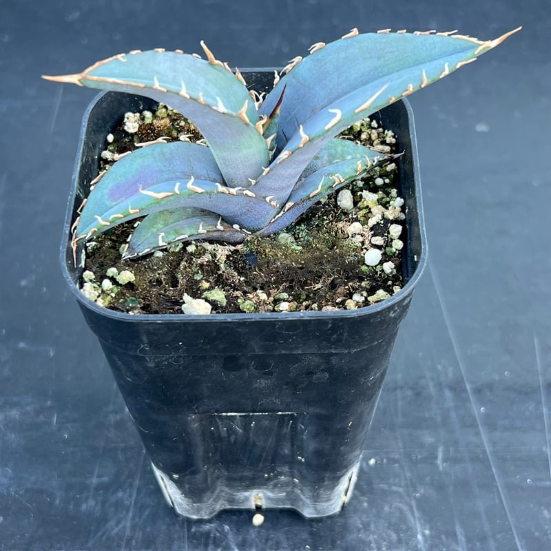 アガベ オテロイ 実生】Agave oteroi seedling | MINO GREEN