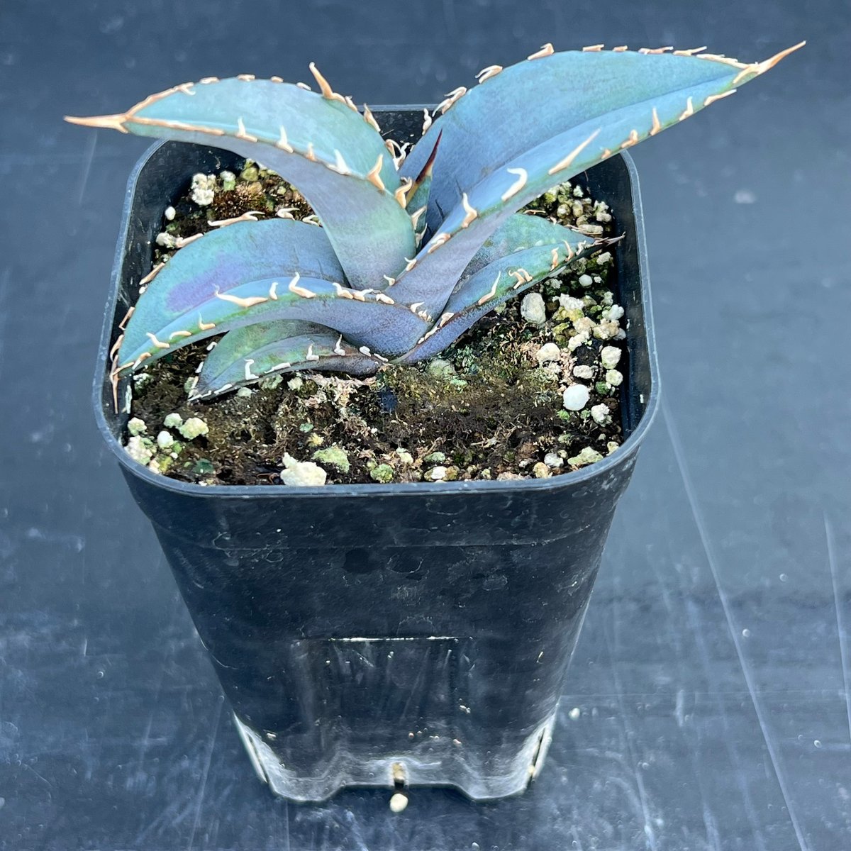 アガベ オテロイ 実生】Agave oteroi seedling | MINO GREEN