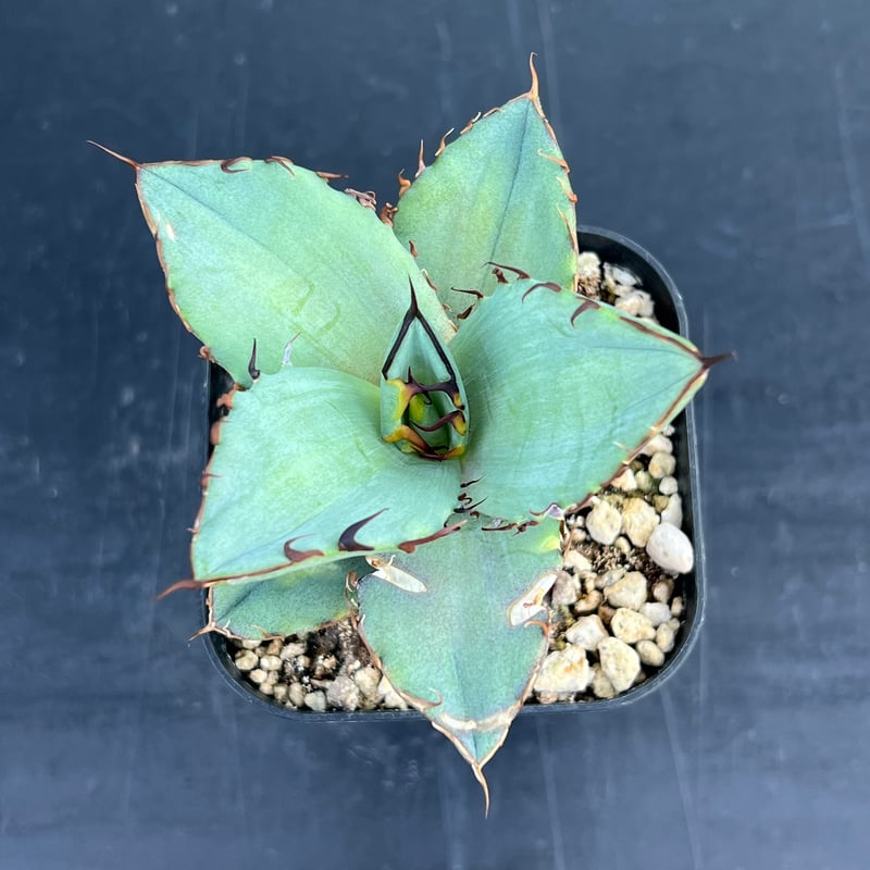 アガベ オテロイ 実生】Agave oteroi seedling | MINO GREEN