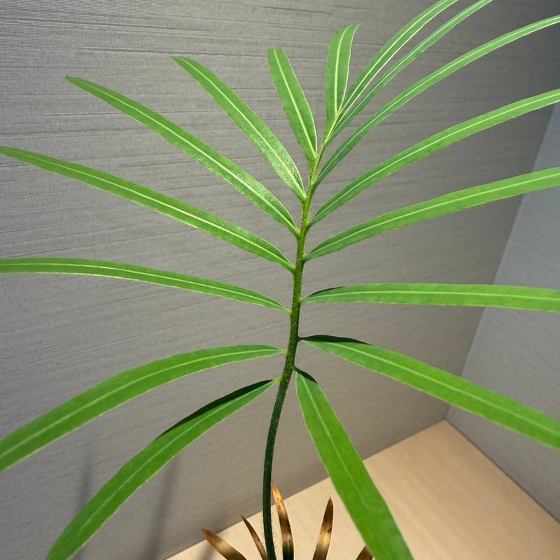 サイカス タイシルバー（Cycas sp Thai Silver）② | MINO GREEN