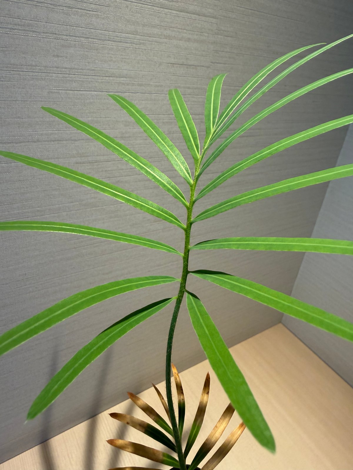 サイカス タイシルバー（Cycas sp Thai Silver）② | MINO GREEN