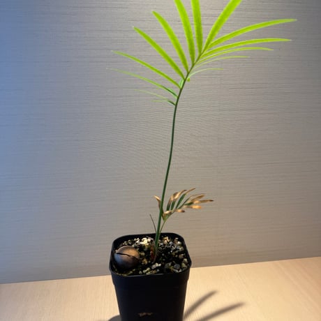 サイカス タイシルバー（Cycas sp Thai Silver）②