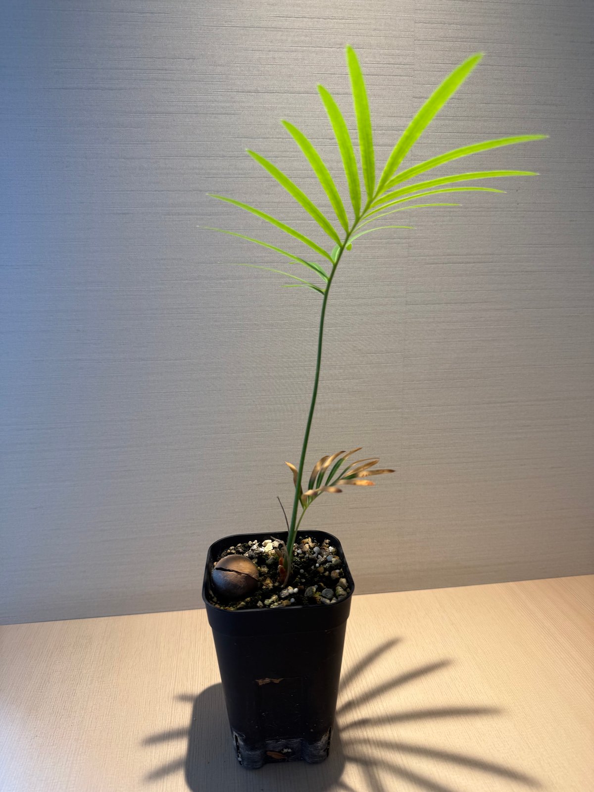 サイカス タイシルバー（Cycas sp Thai Silver）② | MINO GREEN
