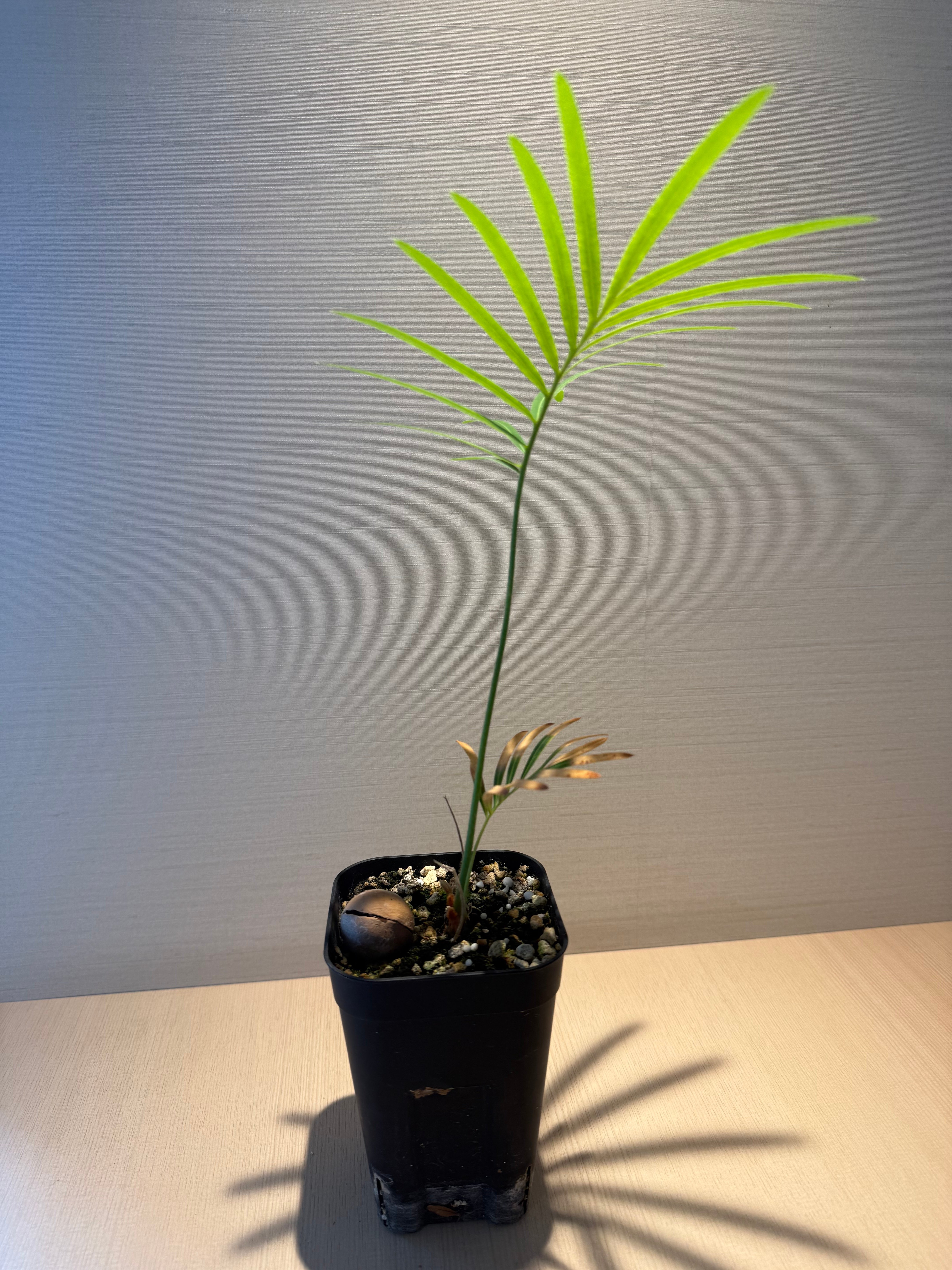 サイカス タイシルバー（Cycas sp Thai Silver）② | MINO GREEN