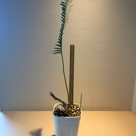 ディオーン・エデュレ（Dioon edule 'Palma Sola'）①