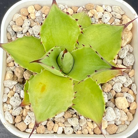 【アガベ サロモニー 実生】Agave salomonii seedling