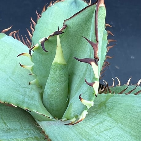 【アガベ オテロイ 実生】Agave oteroi seedling