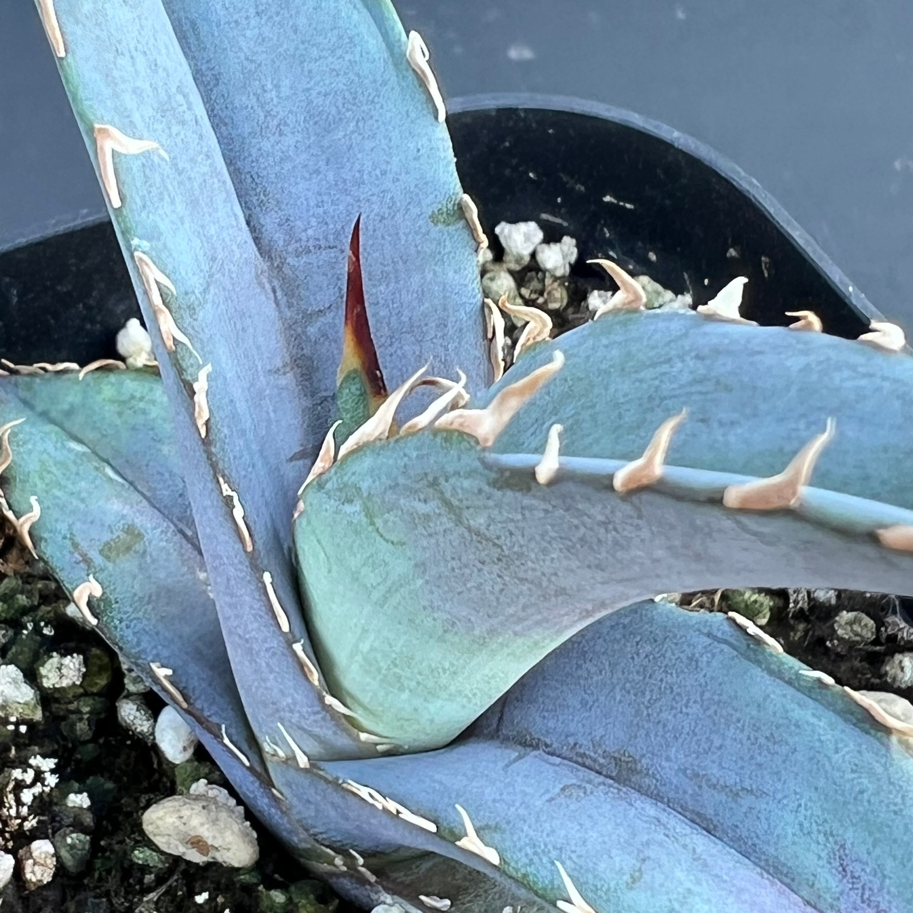 アガベ オテロイ 実生】Agave oteroi seedling | MINO GREEN