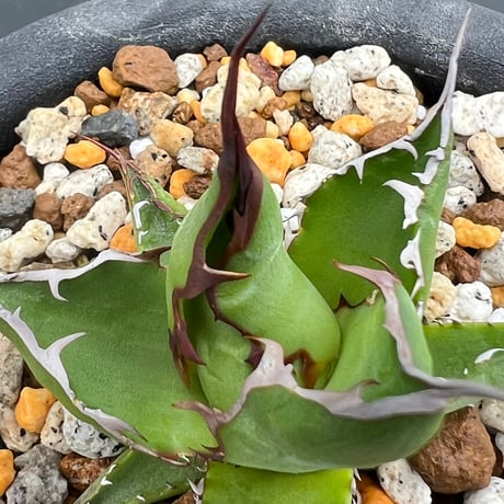 【アガベ ホリダ オールド 1号株】Agave horrida old