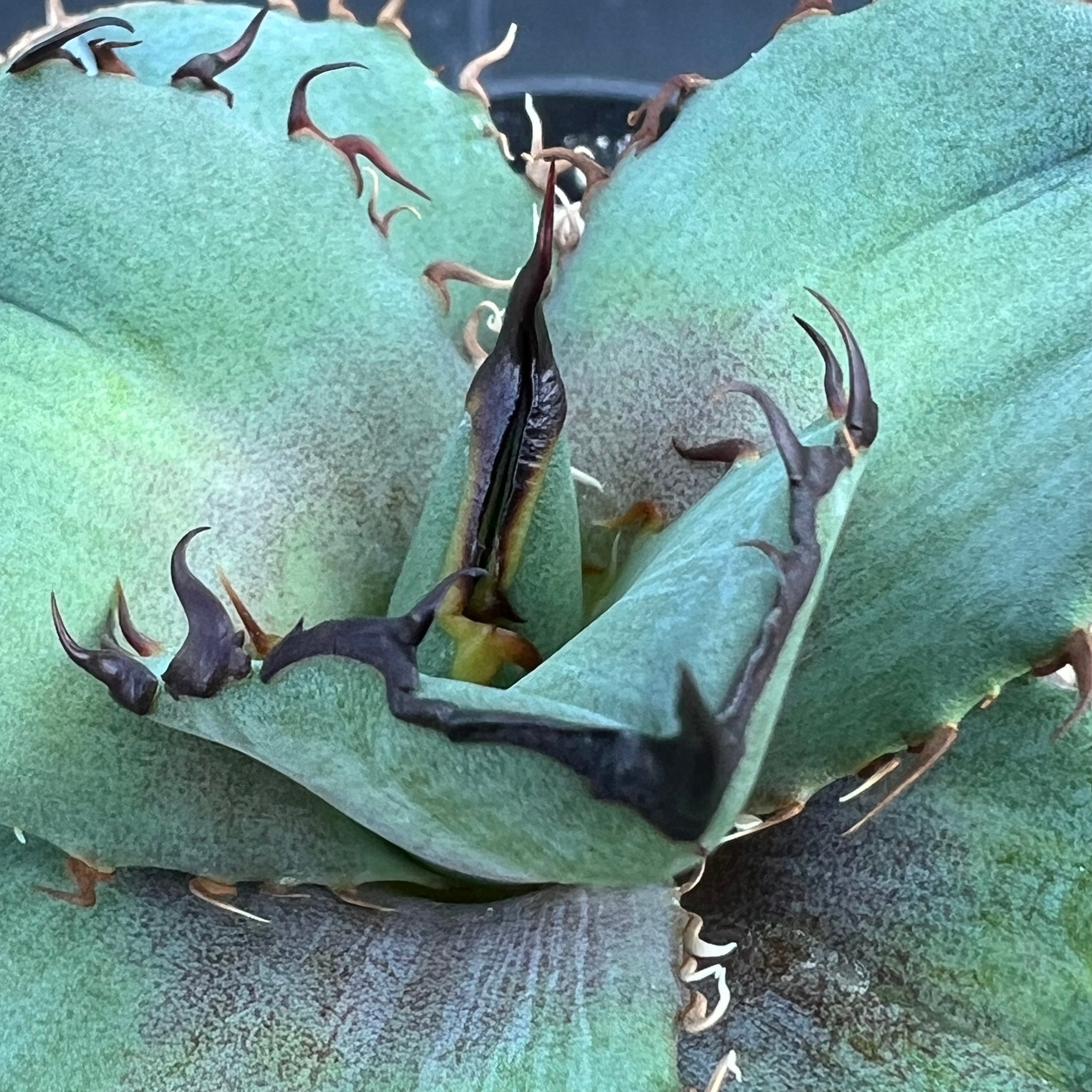 アガベ オテロイ 実生】Agave oteroi seedling | MINO GREEN