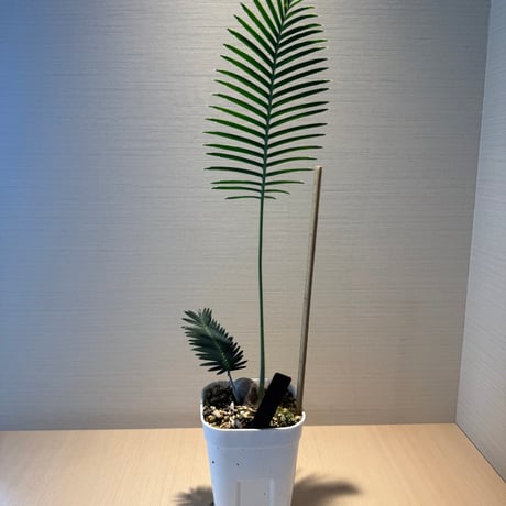 ディオーン・エデュレ（Dioon edule 'Palma Sola'）①