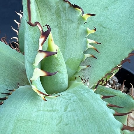 【アガベ オテロイ 実生】Agave oteroi seedling