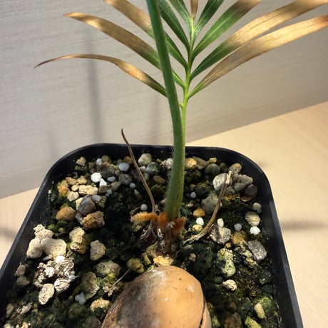 サイカス タイシルバー（Cycas sp Thai Silver）②