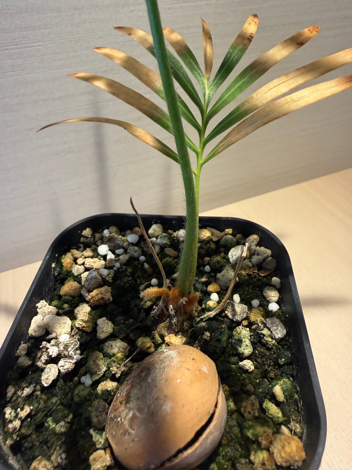 サイカス タイシルバー（Cycas sp Thai Silver）② | MINO GREEN
