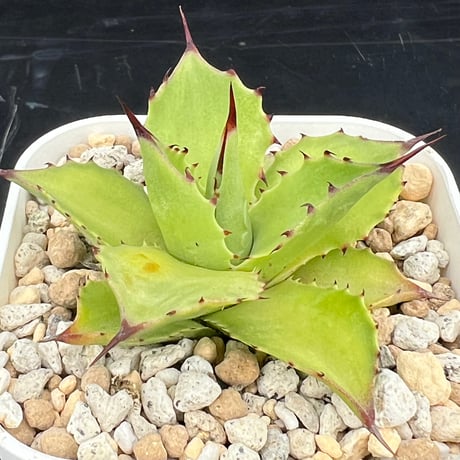 【アガベ サロモニー 実生】Agave salomonii seedling