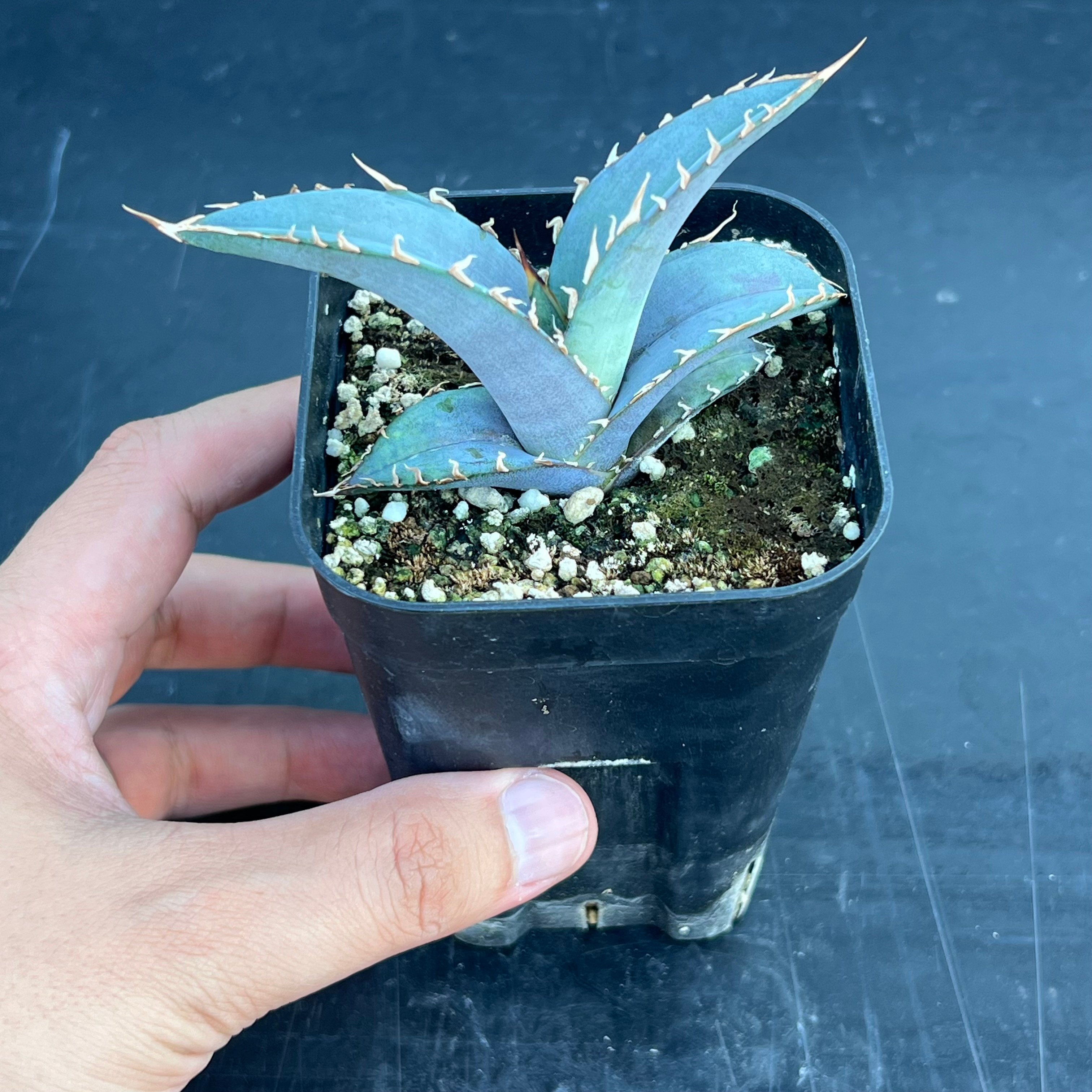 アガベ オテロイ 実生】Agave oteroi seedling | MINO GREEN