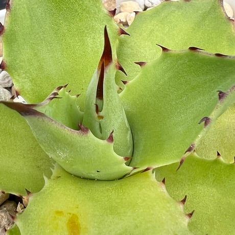 【アガベ サロモニー 実生】Agave salomonii seedling