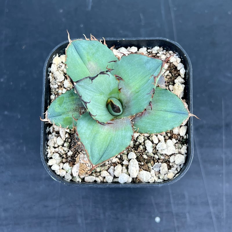 アガベ オテロイ 実生】Agave oteroi seedling | MINO GREEN