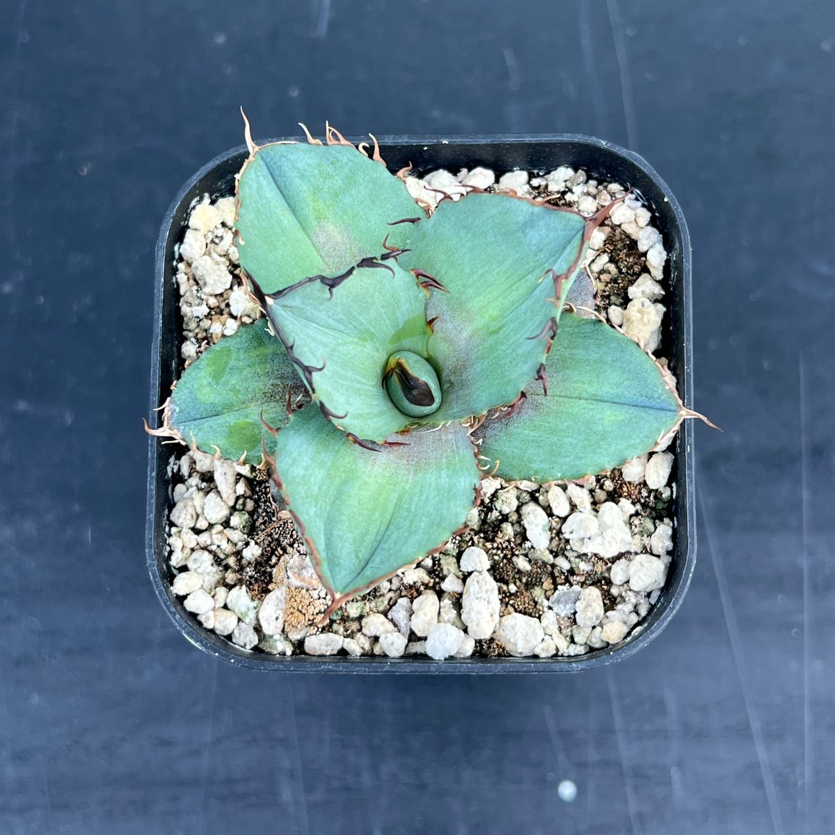 アガベ オテロイ 実生】Agave oteroi seedling | MINO GREEN