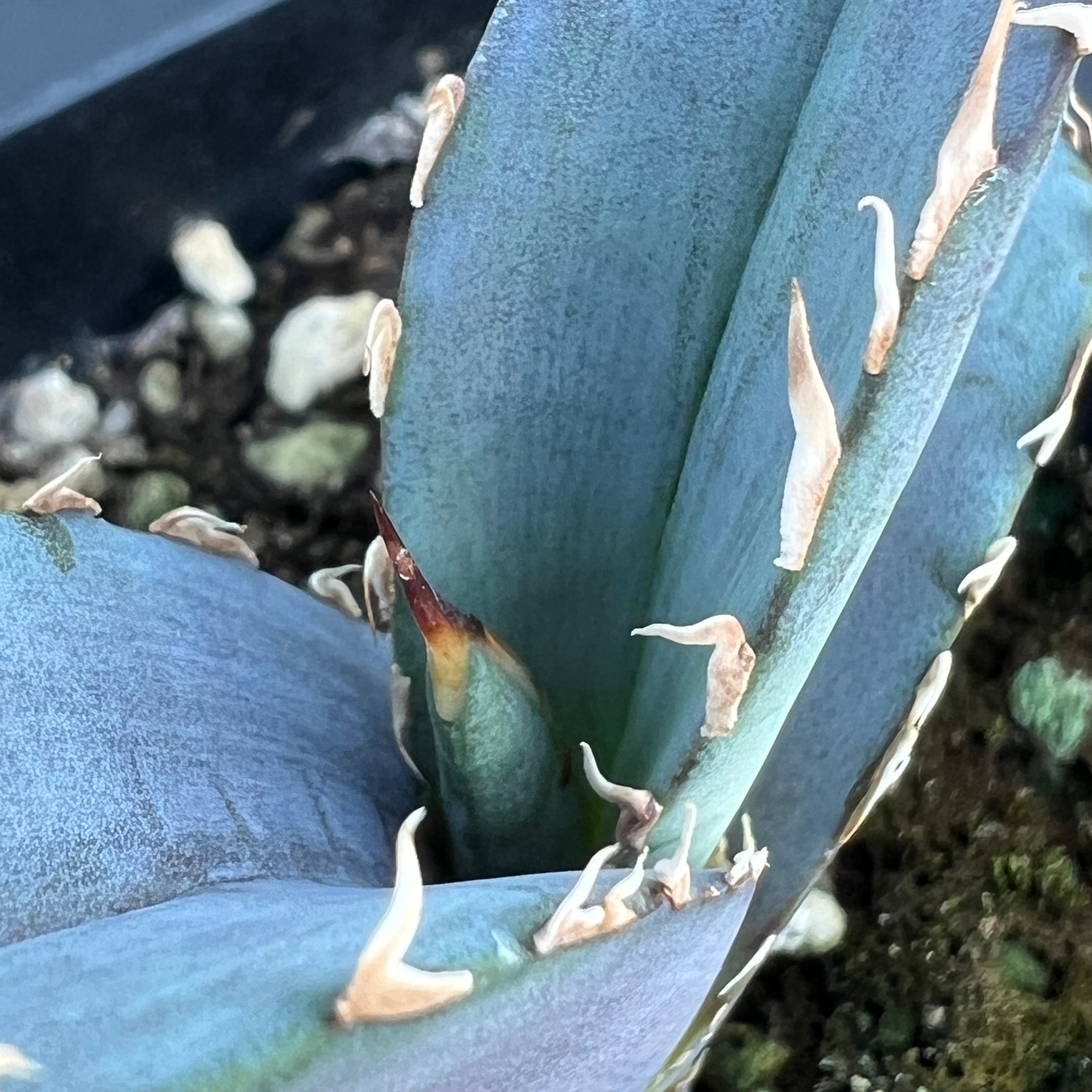 アガベ オテロイ 実生】Agave oteroi seedling | MINO GREEN