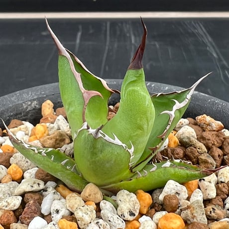 【アガベ ホリダ オールド 1号株】Agave horrida old