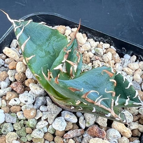 【アガベ オテロイ 実生】Agave oteroi seedling