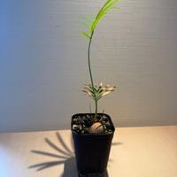 サイカス タイシルバー（Cycas sp Thai Silver）②