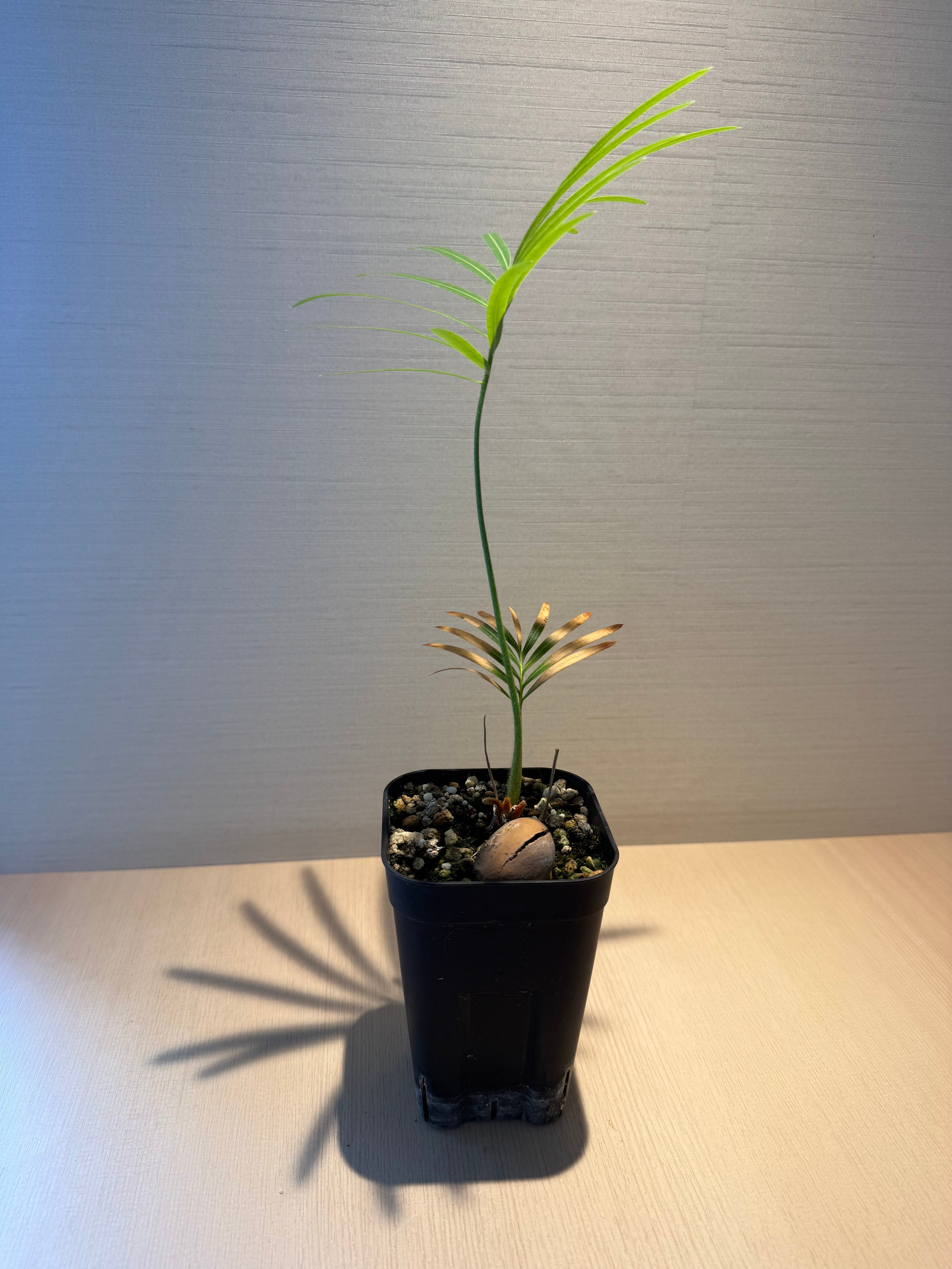サイカス タイシルバー（Cycas sp Thai Silver）② | MINO GREEN