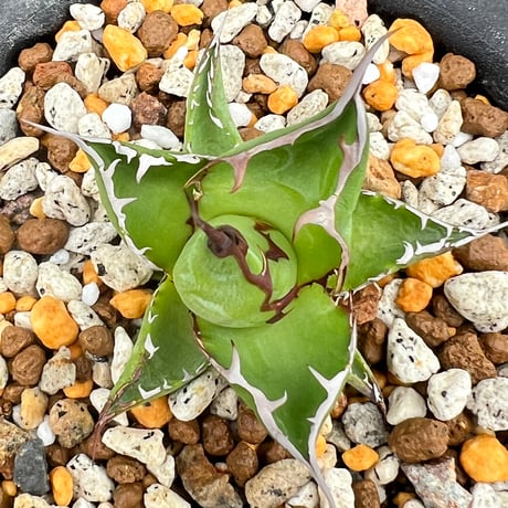 【アガベ ホリダ オールド 1号株】Agave horrida old