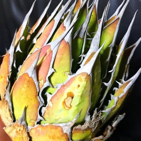 【アガベ ホリダ オールド 1号株】Agave horrida old